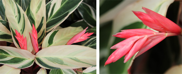 The colorful red-orange flowers (really bracts surrounding the pink flowers) are rarely produced when grown as a houseplant or seasonal annual.