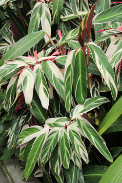 Tricolor is a stunning tropical foliage plant.