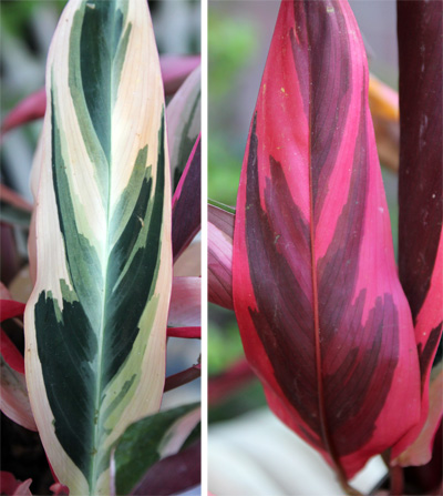 Both the upper (L) and lower (R) leaf surfaces are quite colorful.