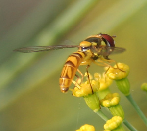 Hoverflies are attracted to flowers as adult, but feed on aphids as larvae.