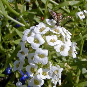 Sweet alyssum is a good nectar plant.