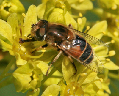 A hoverfly feeds on Norwary maple flowers.