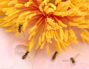 Adult hoverflies feed on nectar and pollen.