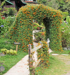 white black eyed susan vine