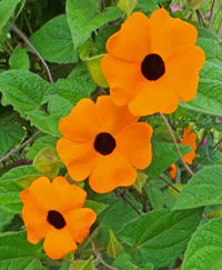 Black-eyed Susan vine is most often propagated from seed.