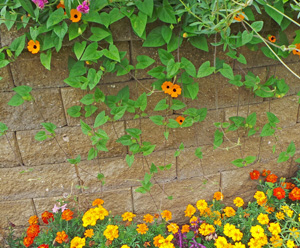 This vine will cascade down walls or from hanging baskets in addition to climbing.