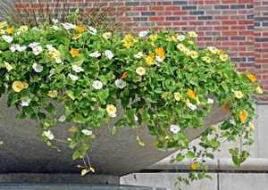 White, orange and yellow Thunbergia alata in a large container.