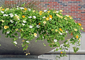 black eyed susan vine hanging basket