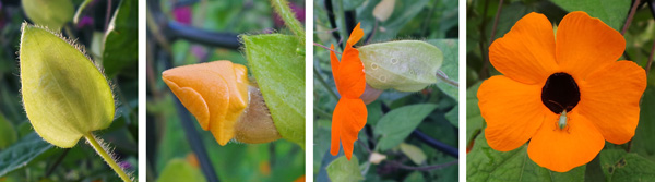 Showy flowers (RC, from side and R from front) emerge (LC) from hairy bracts (L).