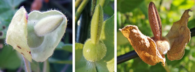 Pollinated flowers develop a fruit (LC) enclosed in the green bracts (L), which ripens and dries (RC) to a tan color.