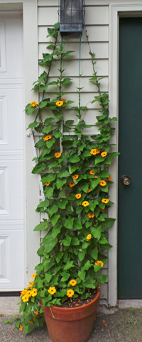 The vine will quickly fill narrow vertical spaces with color.