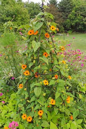 Black-eyed Susan vine will quickly cover small structures.