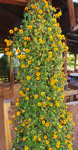 Does Black Eyed Susan Come Back Every Year? 