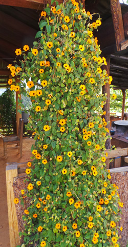 Black eyed Susan Vine Thunbergia alata Wisconsin Horticulture