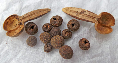 Each fruit releases a number of reticulate seeds.