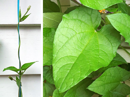 This vine grows by twisting around supports (L) and had heart-shaped, softly hairy leaves (R).