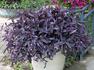 Soins d'hiver pour plantes à cœur violet