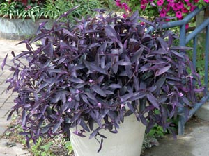 purple heart plant indoors