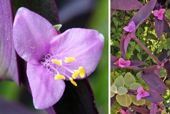 purple heart ground cover plant