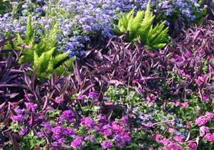 purple heart ground cover plant