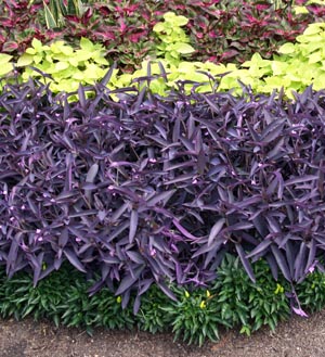 purple heart plant indoors