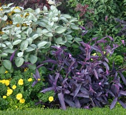 propagating purple heart plant