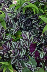 Tradescantia zebrina makes a good temporary groundcover (it is not hardy in the Midwest), here mixed with toad lily (Tricyrtis).