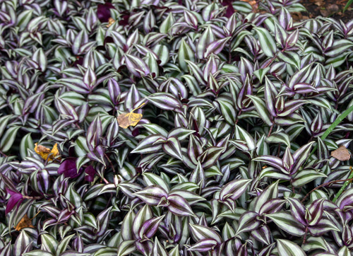 Violet Hill Tradescantia Zebrina Trailing Wandering Jew Houseplant Ground cover