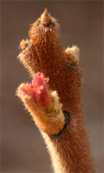 Buds of Tiger Eyes™ Sumac are pink and fuzzy.