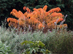 Orange color of Tiger Eyes™ in autumn.