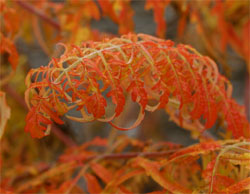 Leaves are a luminous orange in fall.