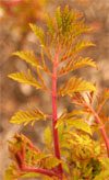 New foliage is chartreuse with reddish veins.