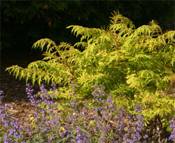 Tiger Eyes™ Sumac in early summer.