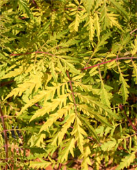 The deeply cut foliage remains a bright yellow all summer.