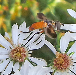 The adult flies feed on nectar.