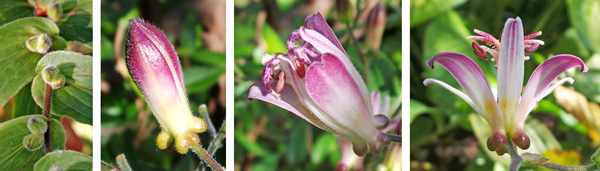 The flowers are produced singly or in small groups in the leaf axils (L). The buds (LC) open gradually (C), and the prominent pouch-like nectaries are very visible at the base of the tepals (R).