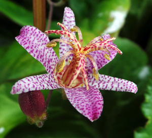 The styles and stamens form a crown above the flower. 