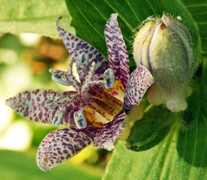 The showy tepals are often spotted with purple.