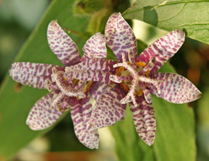 The flowers of toad lilies look exotic almost like orchids.