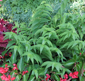 ricyrtis hirta has attractive arched foliage.