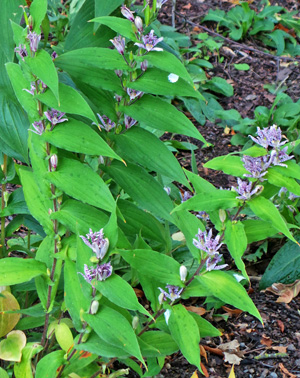 Hairy toad lily, Tricyrtis hirta, in bloom.