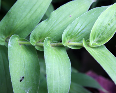 The alternate, clasping leaves are arranged in a ladder-like fashion along the stems.