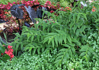 Grow toad lilies in part to full shade.