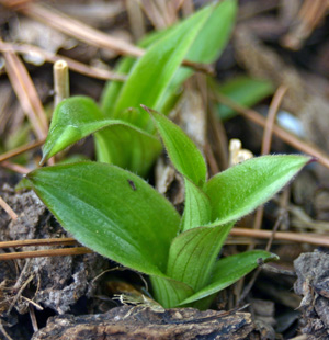 These are herbaceous perennials that emerge in late spring.