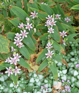 Toad lilies have few pest problems, although rabbits may eat them.