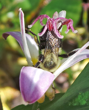 A bumblebee visits a flower of Tojen.