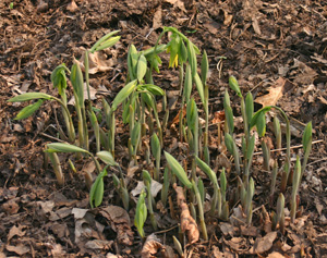 Bellwort emerging in spring.