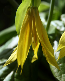 Bellwort flower.