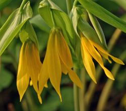 Pendant flowers of Uvularia grandiflora.