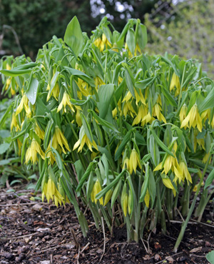 Bellwort in a garden.